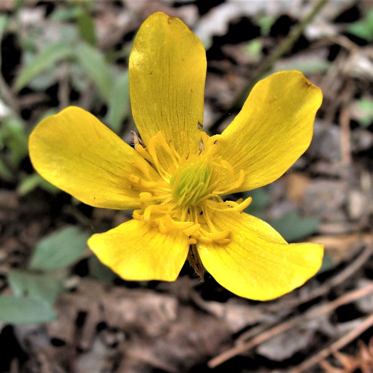 Know Your Natives – Hispid Buttercup