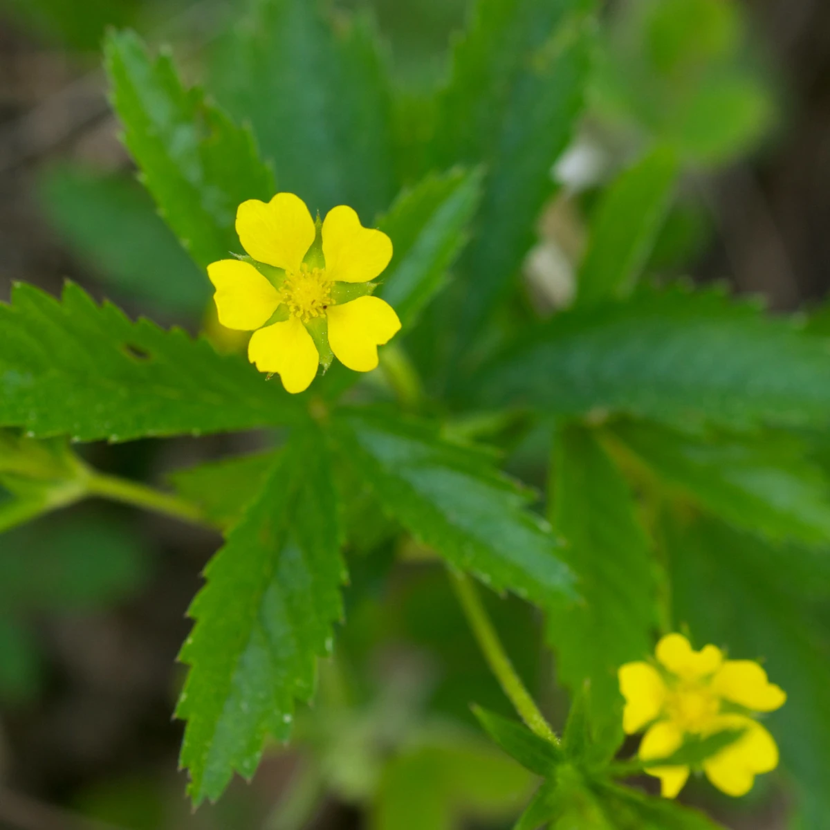Know Your Natives – Old Field Cinquefoil