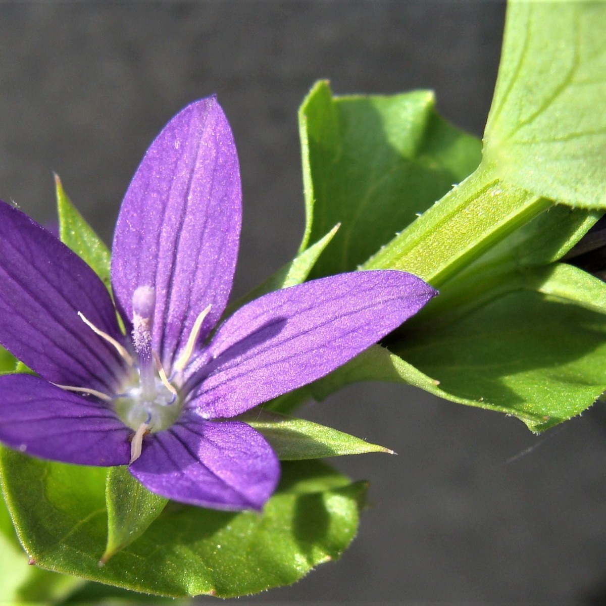 types of purple flowers with 5 petals