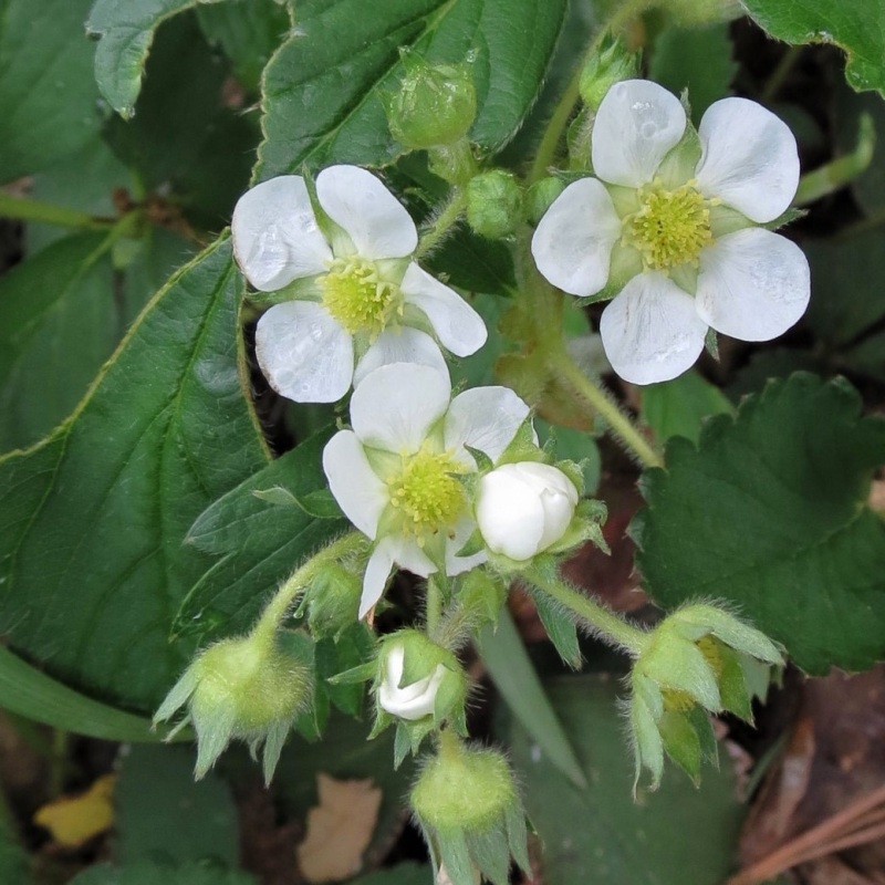 Know Your Natives – Wild Strawberry