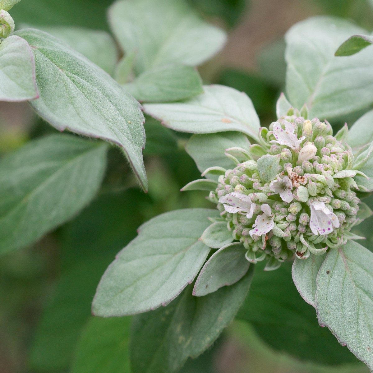 Know Your Natives – White-Leaf Mountain Mint