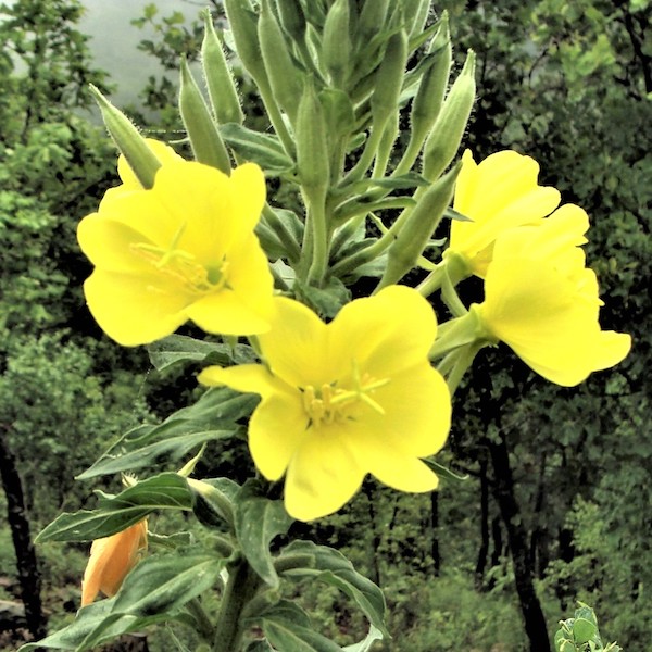 Know Your Natives – Common Evening Primrose