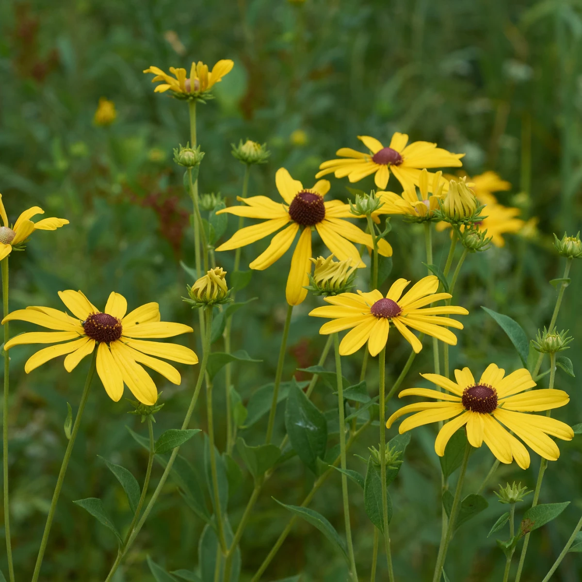 Know Your Natives – Sweet Coneflower