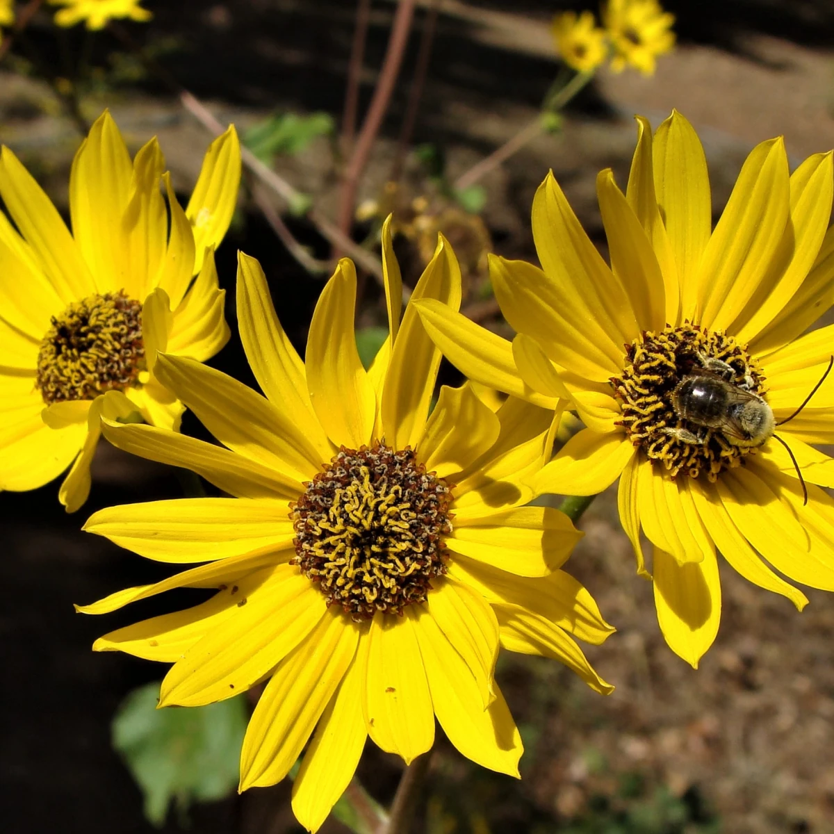 Know Your Natives – Ozark Sunflower