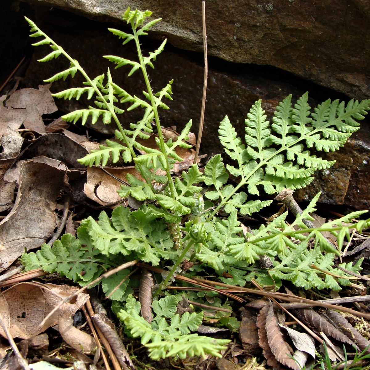 Know Your Natives – Blunt Lobed Woodsia