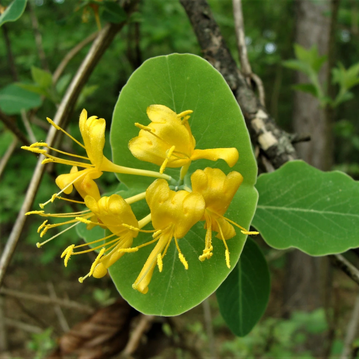 Know Your Natives – Yellow Honeysuckle