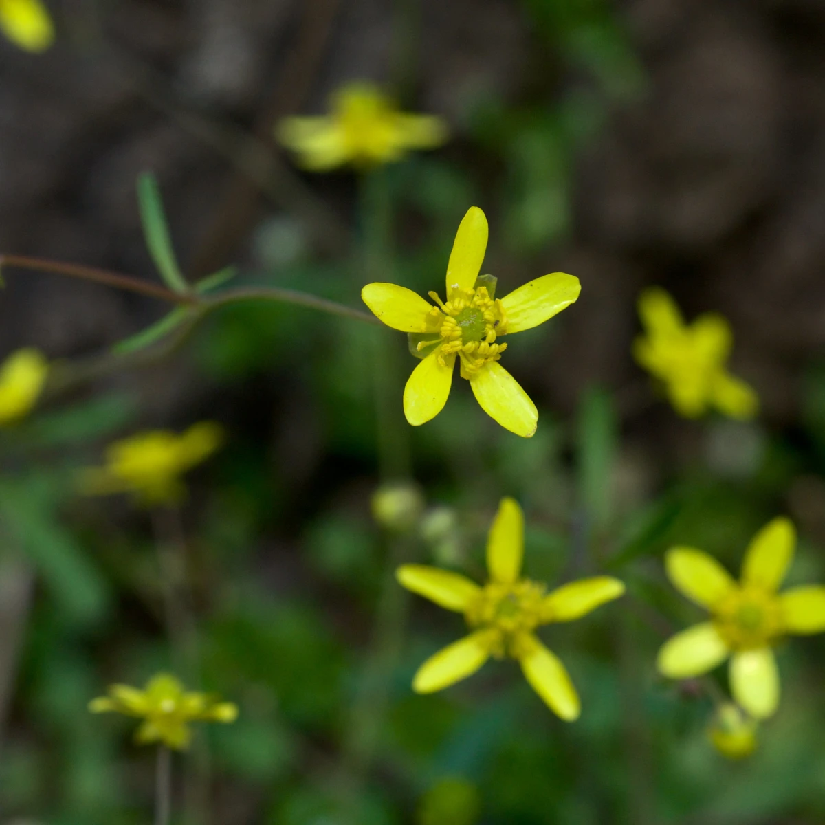 Know Your Natives – Harvey’s Buttercup